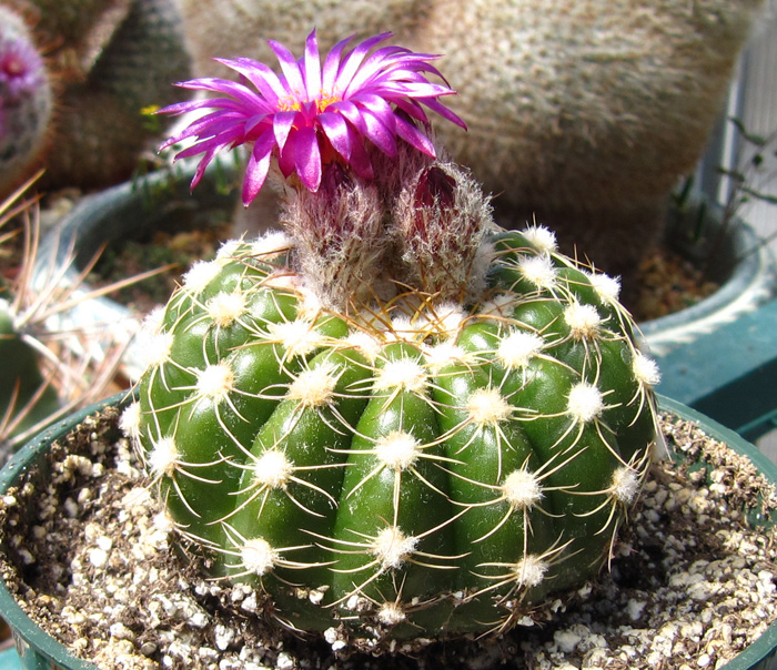 Notocactus apricus